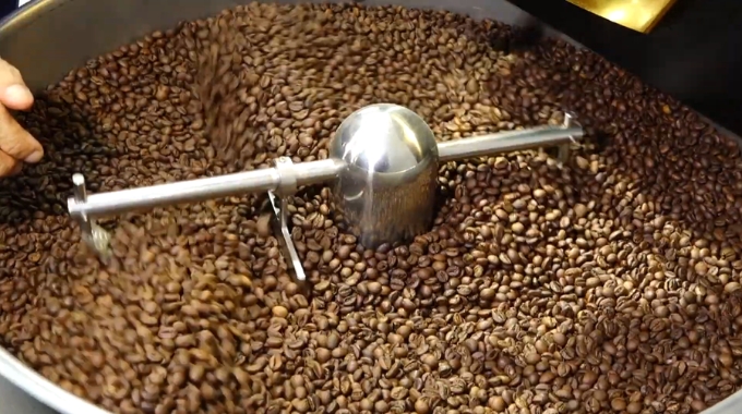 Cà phê Robusta Sẻ nhân xanh đang được sấy khô